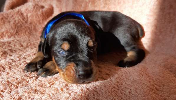 Dobermans в Москве фото 8