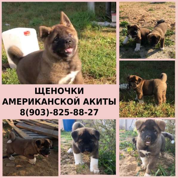 Американская акита хороший выбор щеночков