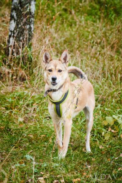 Веселая, озорная Эри ищет семью в Москве фото 11