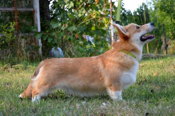 Подрощеный кобель Вельш Корги Пемброк в фото 34