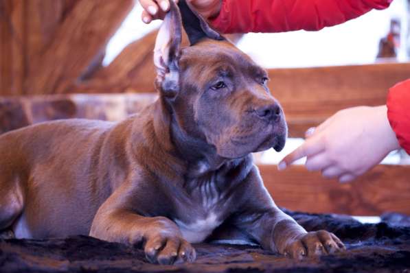 Cane Corso puppies в Астрахани фото 5