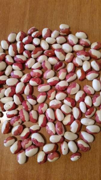 2018 New Crop 100% Natural Beans from Kyrgyzstan в фото 5