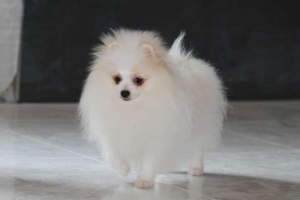 Щенки померанского шпица в фото 6