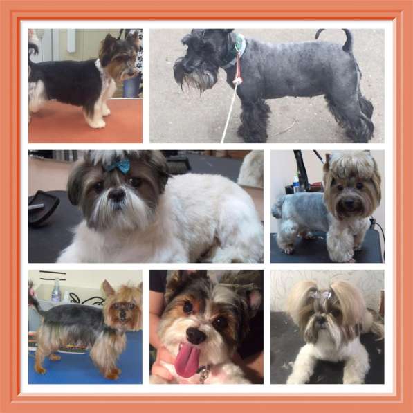 Стрижка собак в Москве фото 12