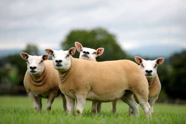 Племенные овцы Тексель (Скот из Европы класса Элита) в фото 7