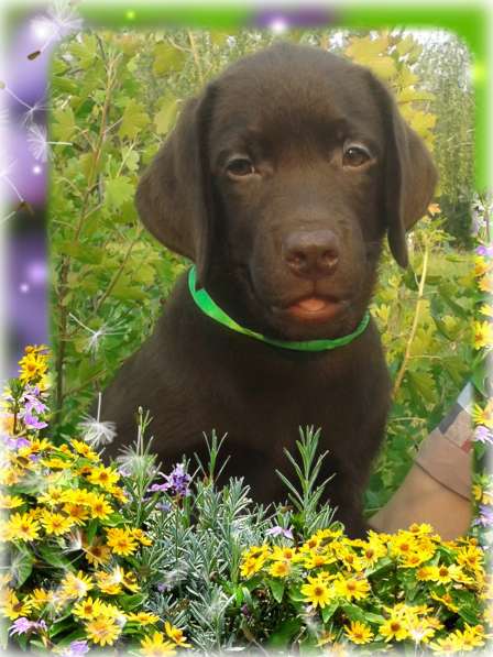 Продам щенков лабрадора тёмно-шоколадного окраса в Омске фото 11