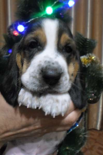 Щенки Бассет-хаунд в Армавире фото 48