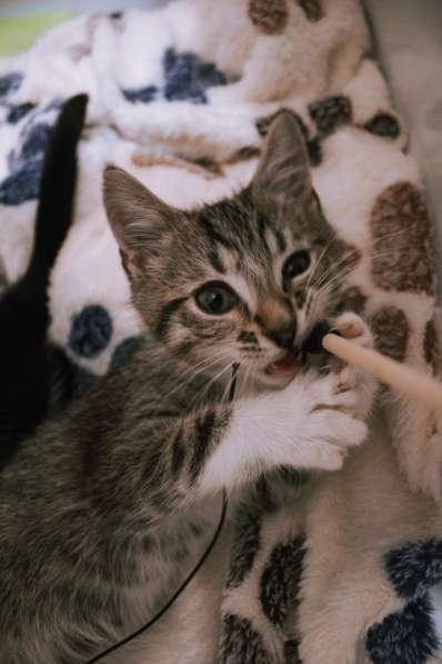 Юные котята ищут дом в Санкт-Петербурге фото 4