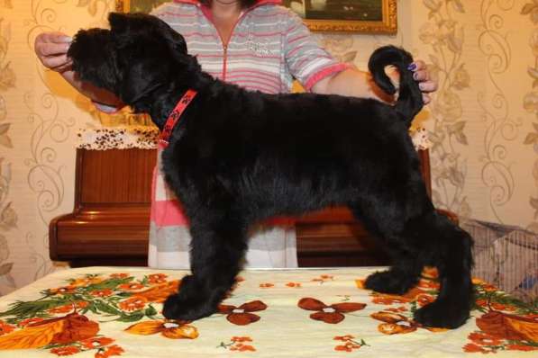 Russian Black terrier/Русский черный терьер в фото 3