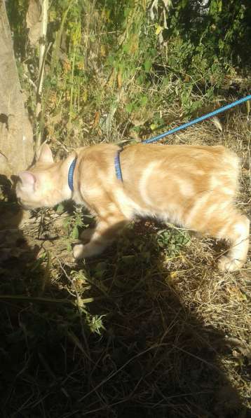 Курильский бобтейл - котята золотого окраса в Краснодаре фото 33