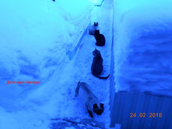 Котята-подростки в Новосибирске фото 13