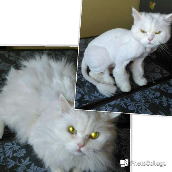 Стрижка собак, кошек, котов (любая сложность, БЕЗ НАРКОЗА в Москве фото 8