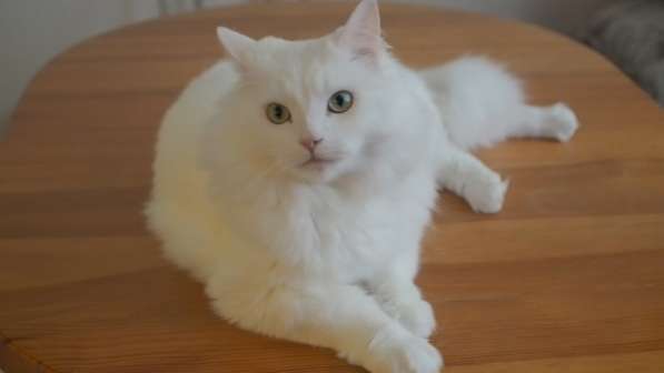Белоснежный котик в Москве