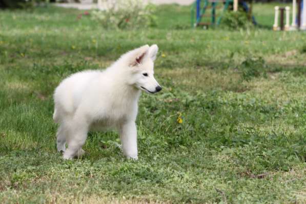 Щенки БШО в Москве фото 5