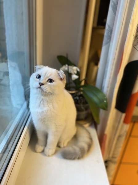 Шотландский котенок в Москве