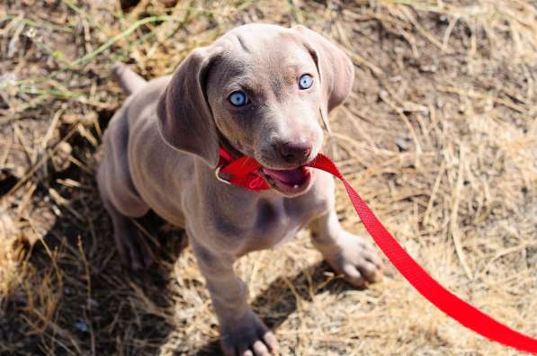 Дрессировка собак всех пород в Зеленограде фото 10