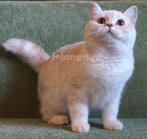 Коты и кошки британские в Новокузнецке фото 12