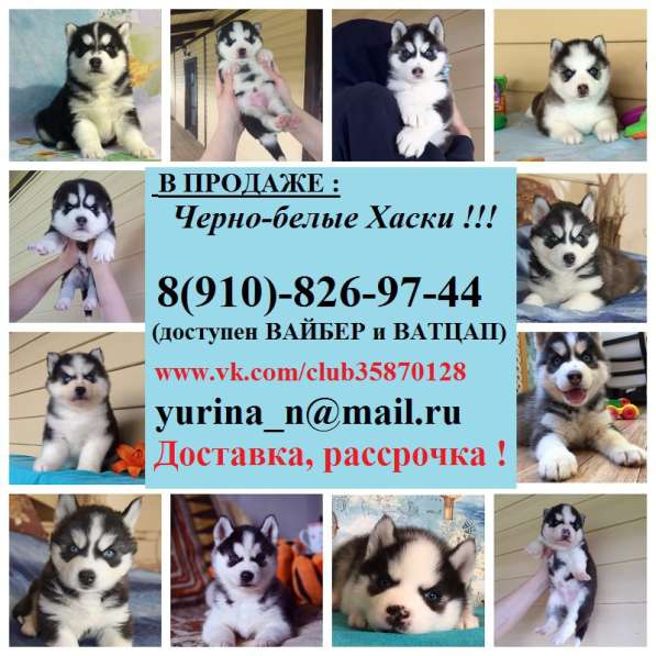 Малыши хаски. черно-белые. голубоглазые в Череповце