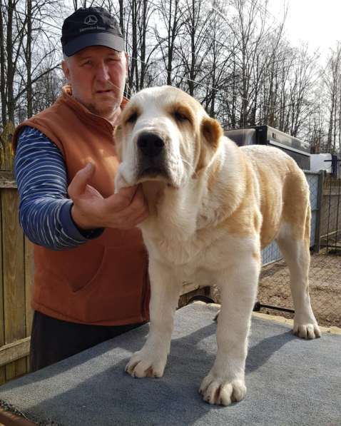 Щенки среднеазиатской овчарки (девочки) в Киржаче фото 13