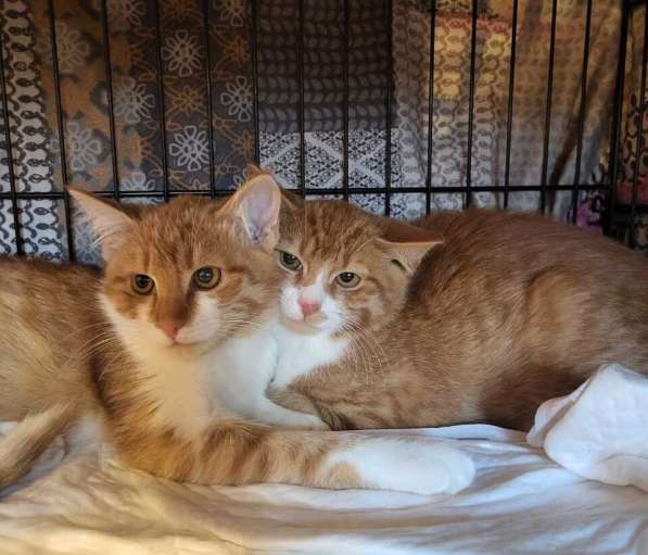 Рыжие котята в добрые руки