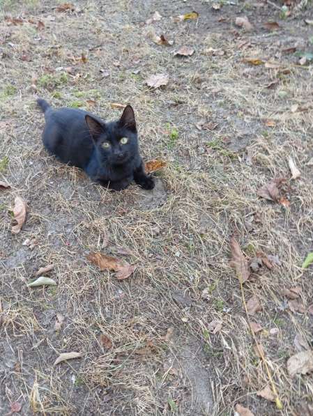 Самый лучший котенок в фото 7