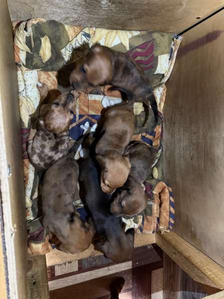 Щенки таксы в Липецке фото 5