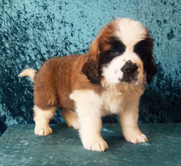 세인트 버나드 강아지 (сенбернара щенков) в Владивостоке фото 3