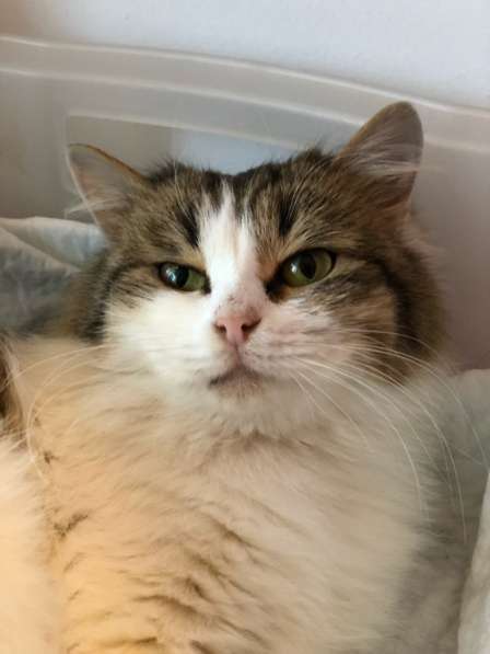 Котенок в добрые руки в Казани фото 5