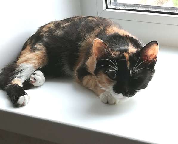 Котенок Миса в добрые руки в фото 3