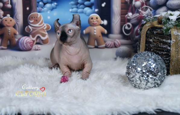 Котята Sphynx, Elf, DWELF в фото 5