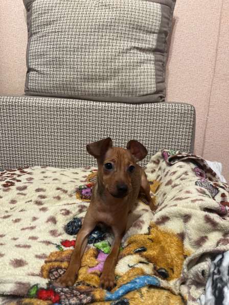 Продам Тоя Мальчика