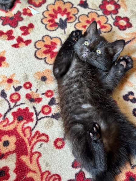 Котята бесплатно в Иванове