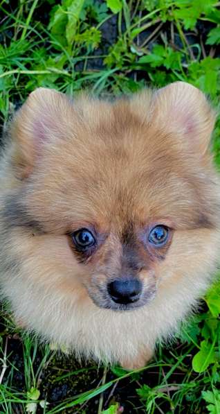 Щпиц в Санкт-Петербурге фото 5