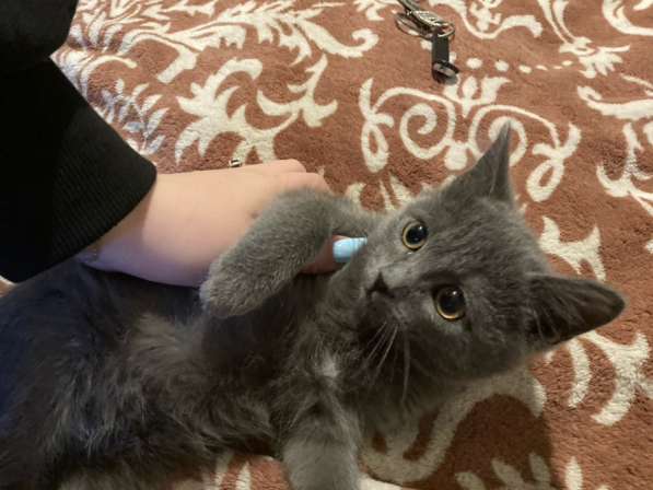 Отдам кошку(девочка) БЕСПЛАТНО