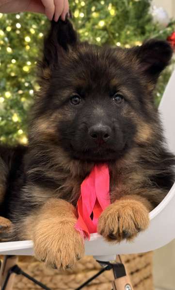 Щенки немецкой овчарки с документами, чистокровные в Москве фото 5