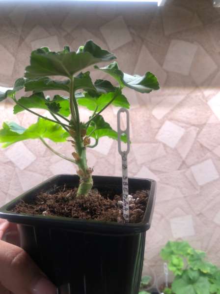 Сортовая пеларгония в Брянске