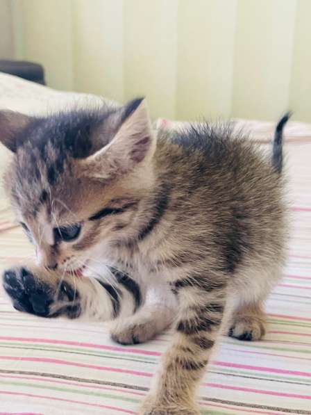 Котята в добрые руки! в Нижневартовске фото 8