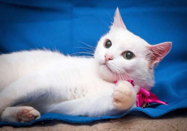 Белая кошечка Одри в добрые руки в Москве фото 6