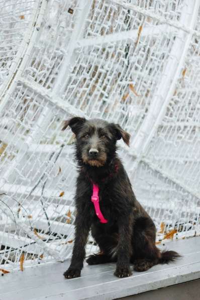 Бородатик Соня ищет дом в Москве фото 4