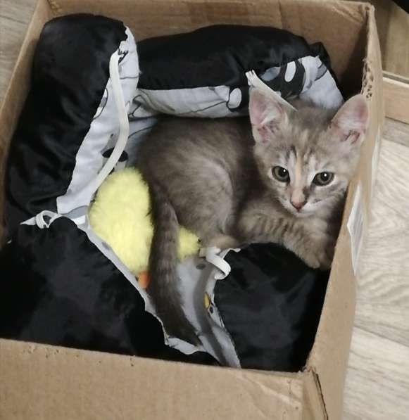 Котятки в дар в фото 4