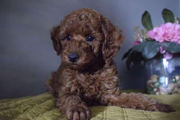 Щенки Пудель