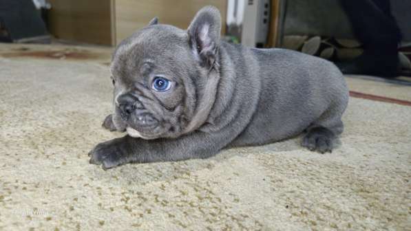 Щенки французского бульдога в фото 7