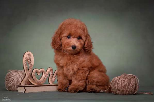 Той пудель девочка в Москве фото 8