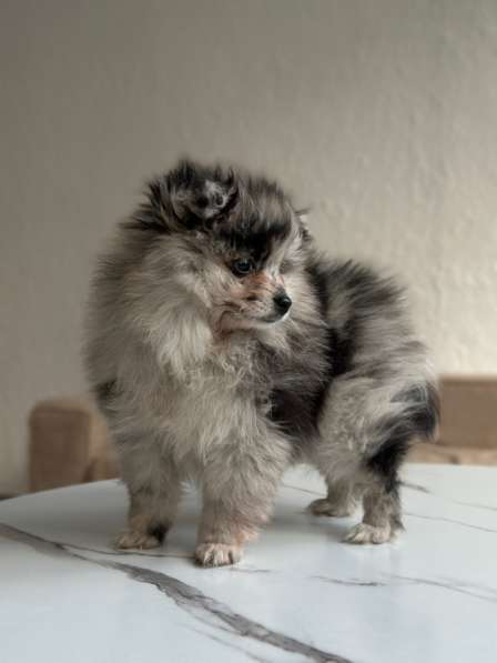 Шпиц Мерле в Москве фото 5