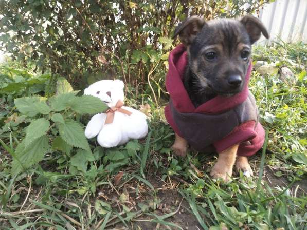 Щеночек от мелкой собачки ищет дом в Санкт-Петербурге фото 5