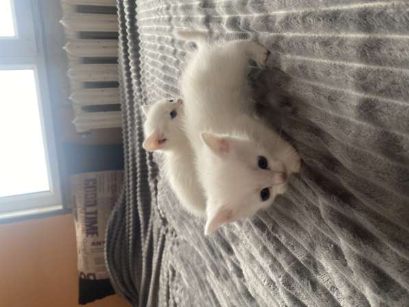 Один кот одна кошка