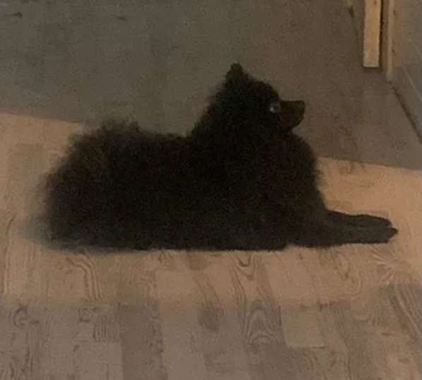 Немецкий шпиц в Санкт-Петербурге фото 6