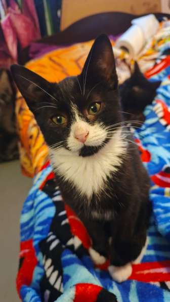 Котенок Семочка