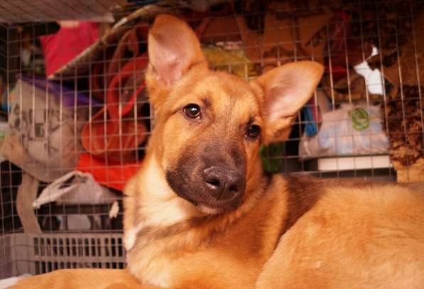 Ника, семейная собака ищет дом в Бронницах фото 20