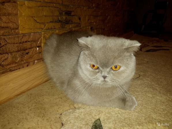 Британские котята плюшки редкого окраса. фмр в Краснодаре фото 3